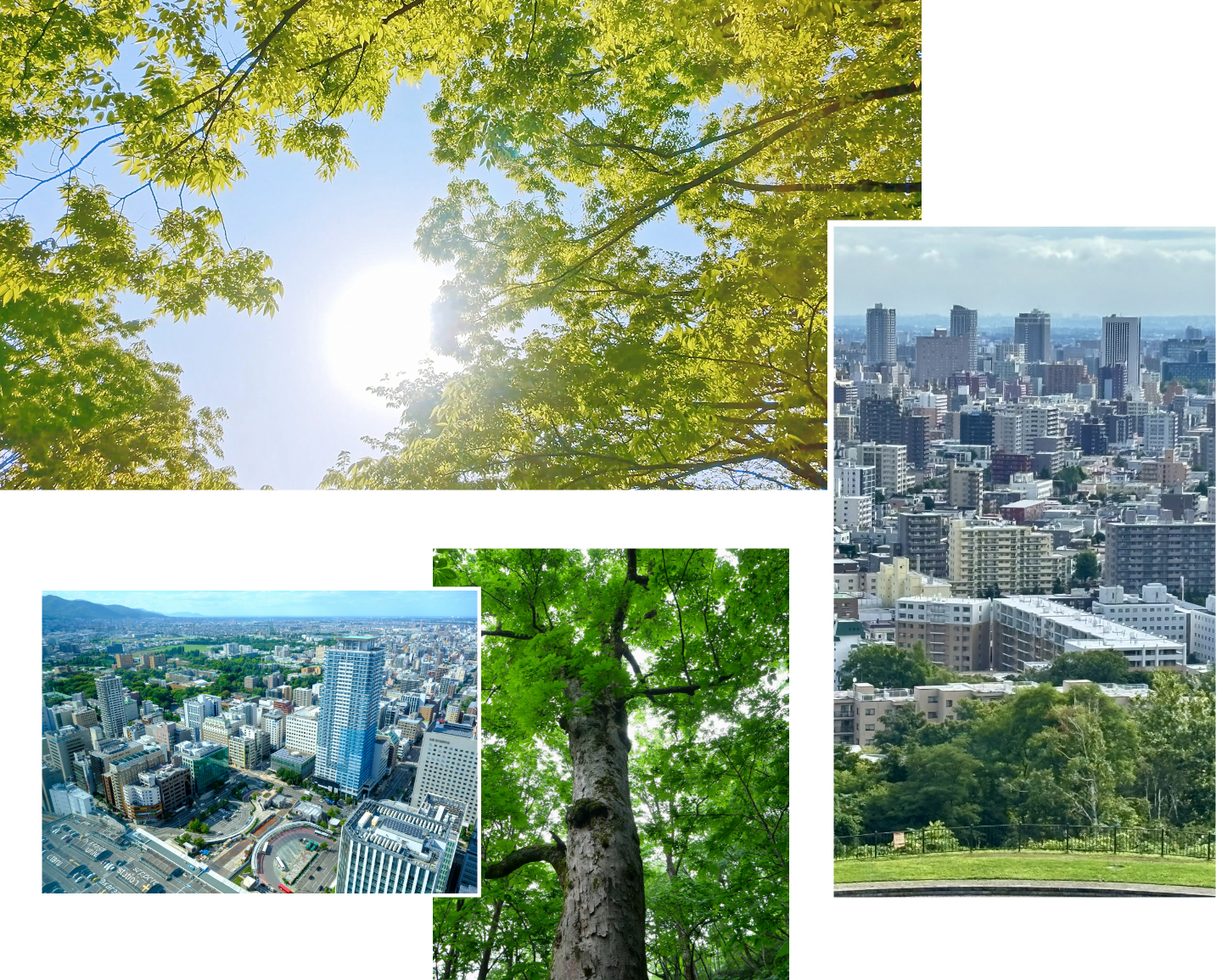 ハヤモクの事業